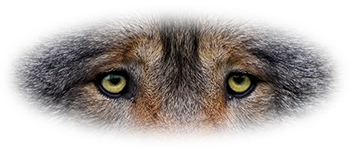 Wolf Eyes